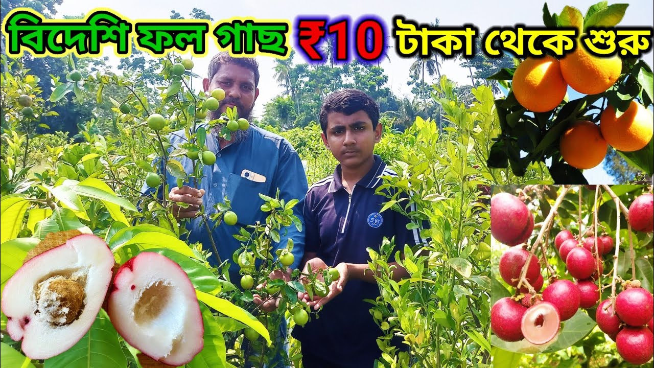 10 টাকা থেকে বিদেশী ফল গাছ  Rare Plants Low Price Best Quality Fruit Plants in West Bengal 