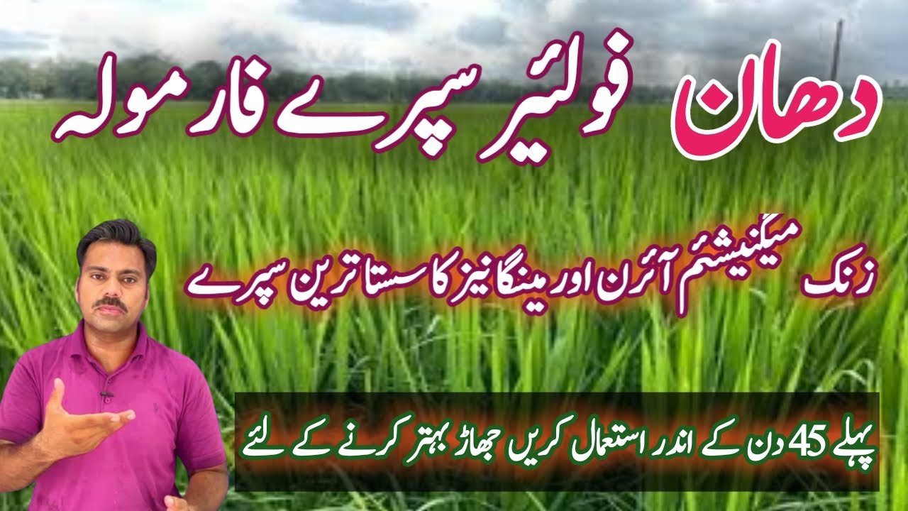 Micronutrients spray formula for rice crop | Rice foliar formula for first 45 days | Tillering stage