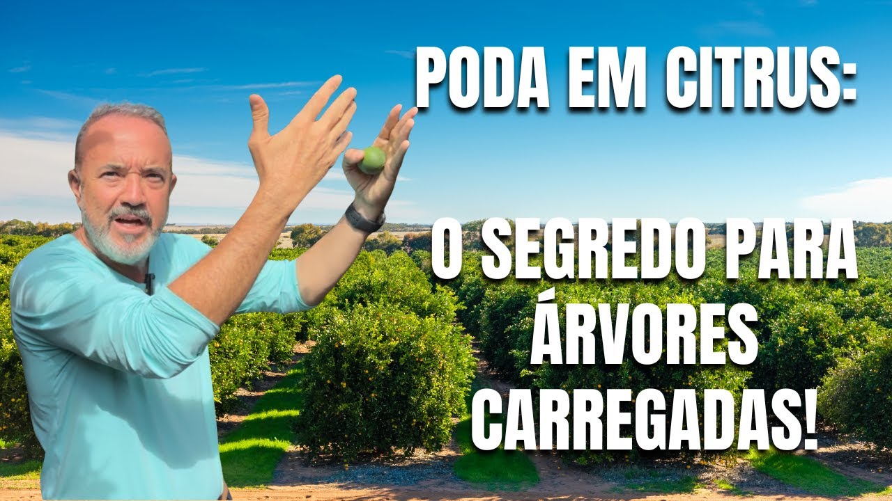 Poda em Citrus: Como Fazer Corretamente