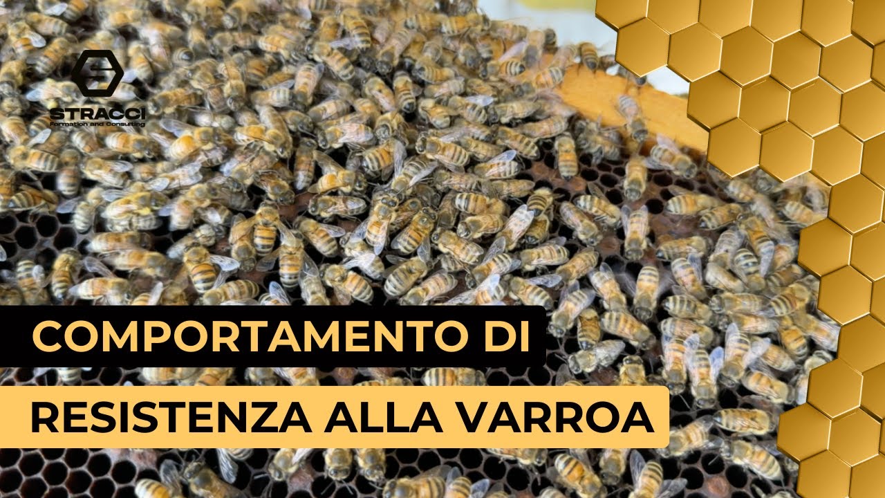Repellenza Feromonale contro la Varroa: Scoperta Sorprendente!