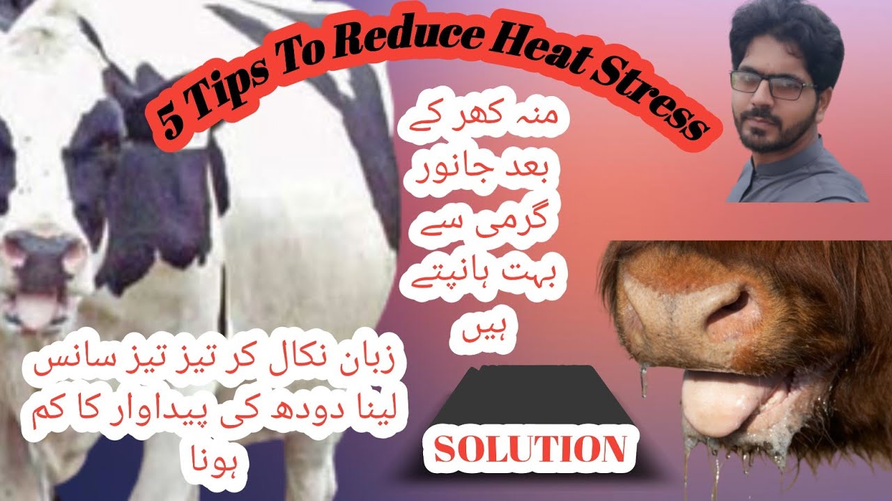 Heat stress in FMD cows II Tips to control heat stress II Cattle heat stress II FMD and heat stress