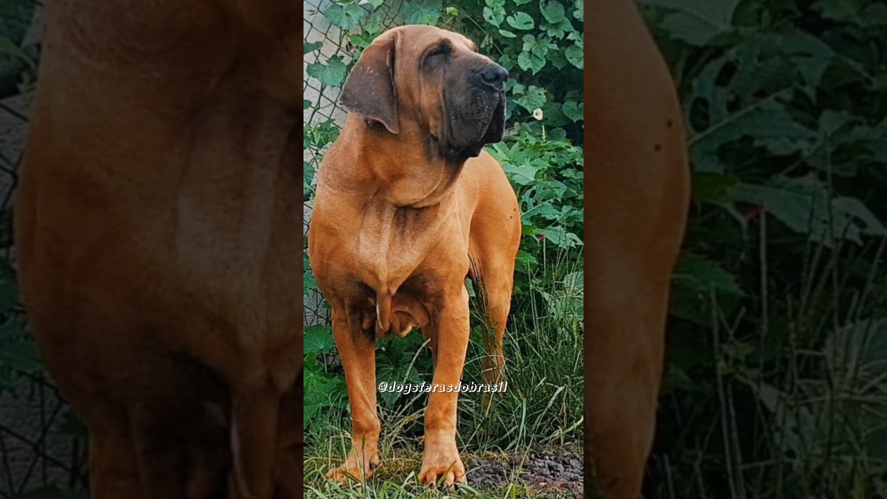 Conhe&ccedil;a as vantagens em criar um Fila Brasileiro. 🐶 #cachorro #filabrasileiro #humor #pet #shorts