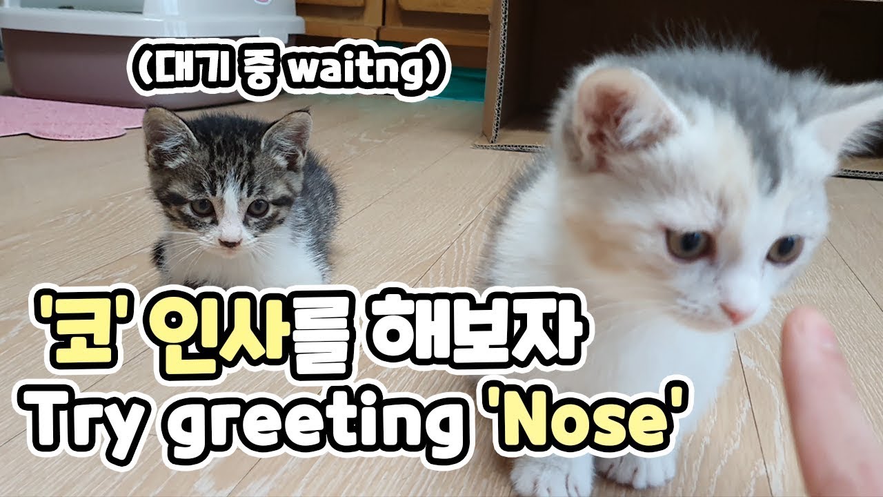 I Will Teach Kittens Manners! Kitten's Nose Kiss // 두 아이에게 예절 가르치기! 코 인사를 가르쳐봅시다!