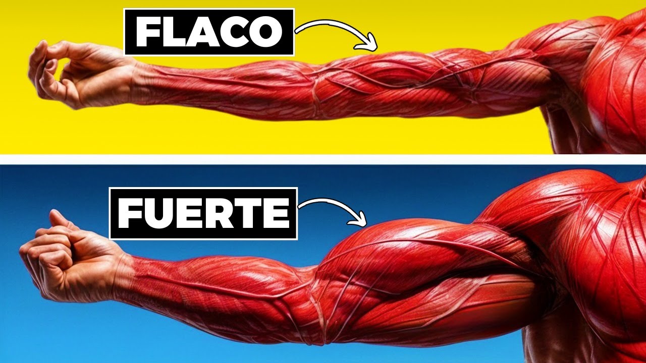 Los Únicos 3 Ejercicios Para Tener Bíceps Que Marcan La Camisa