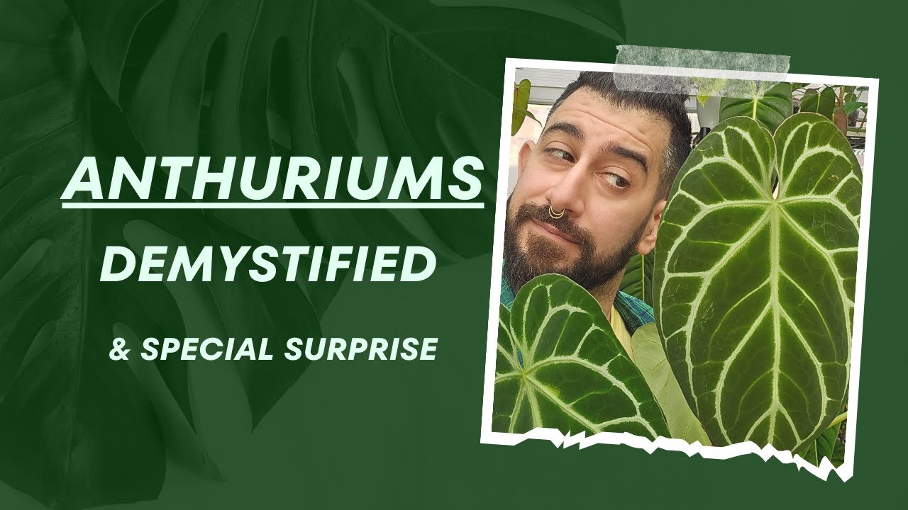 Epic Anthurium Guide 🌟 | Surprise Unboxing 🎁 & Chance to Win a coveted Rare Anthurium Hybrid 🌱💥
