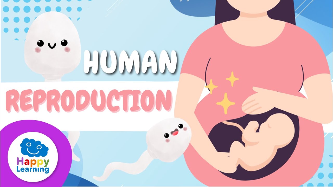 🧬 Human Reproduction Explained | Educational Videos for Children | Happy Learning