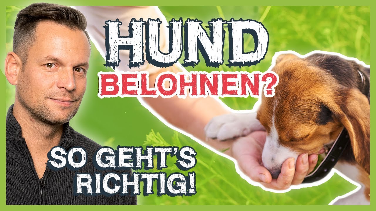 Den Hund belohnen: Diese 2 gravierenden FEHLER sehe ich zu oft!