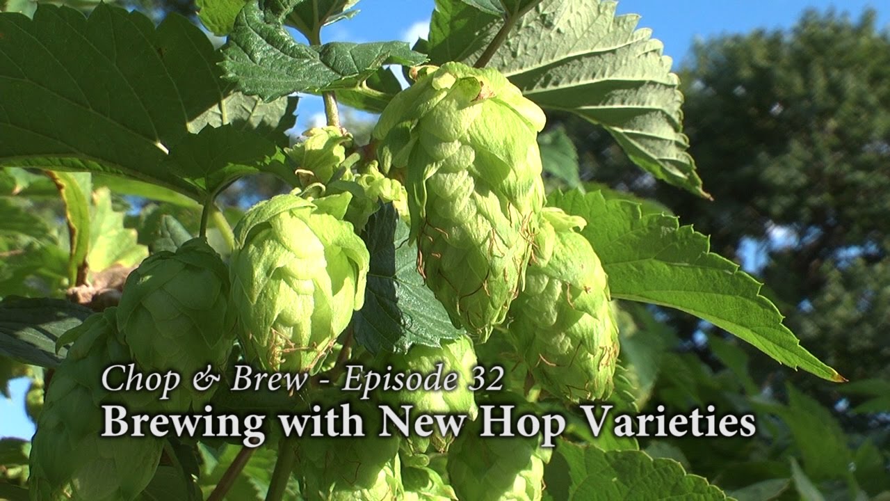 Chop & Brew - Episode 32: Brewing with New Hop Varieties