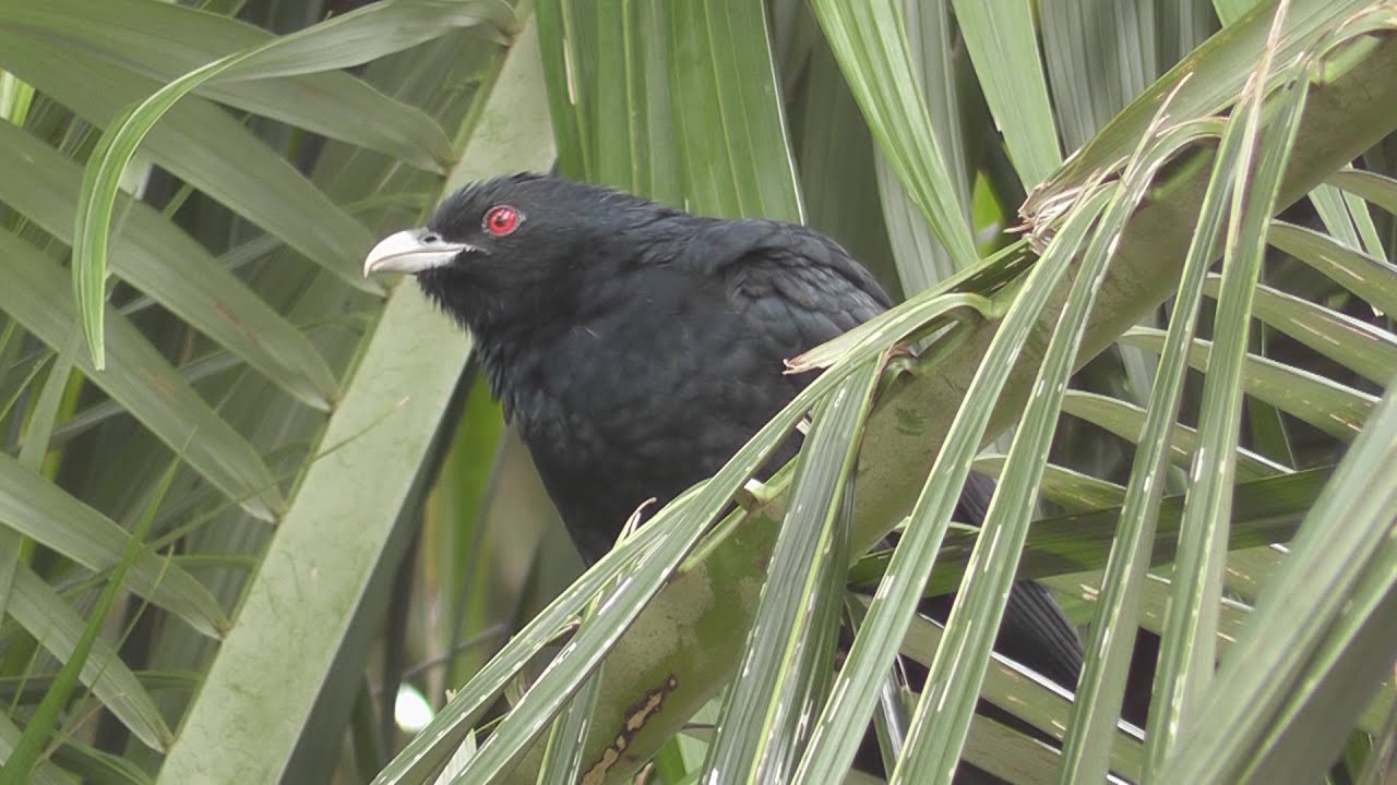 Eastern Koel Calling.  (Eudynamys orientalis) HD Video Clip 1 / 2