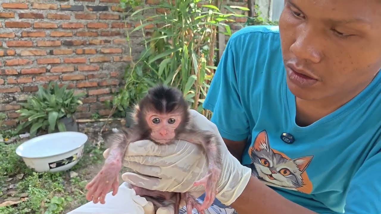 I DIDN'T EXPECT THE NEWBORN MONKEY THAT ALMOST DIDN'T SURVIVE TO BE LIKE THIS NOW 