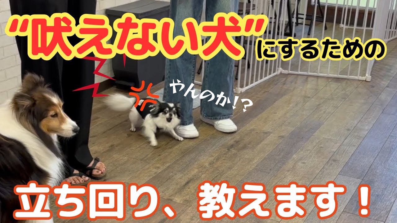 【吠え】超有料級！これを意識すれば吠えない犬にできる！