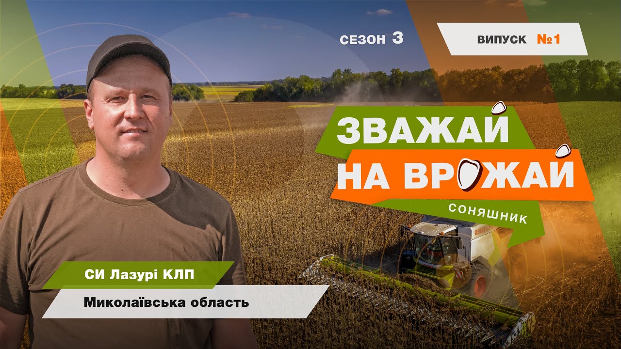 #Зважай_на_врожай. Збір урожаю гібрида соняшнику, Миколаївська обл.🌻