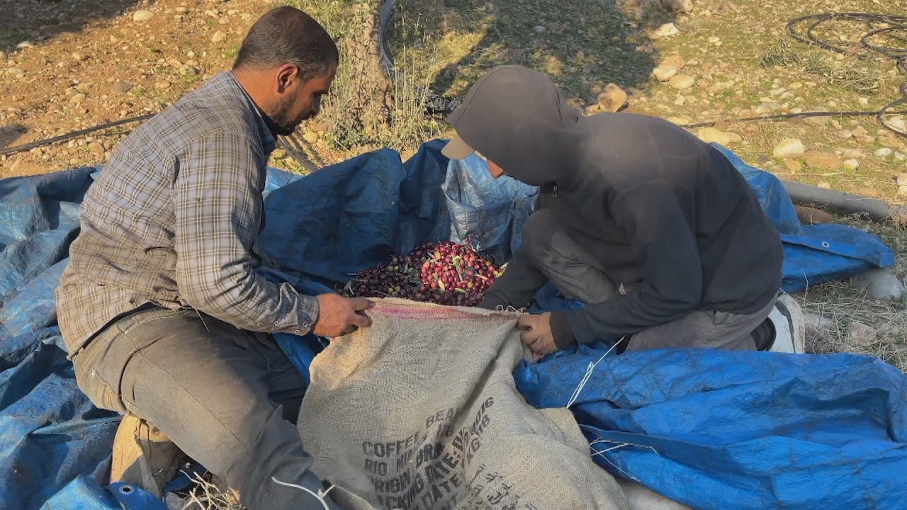 سوريون ينجحون في زراعة الزيتون السوري في إقليم كردستان العراق | صباح سوريا
