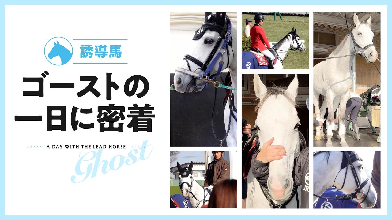 愛称は『おばけくん』 誘導馬ゴーストの一日に密着
