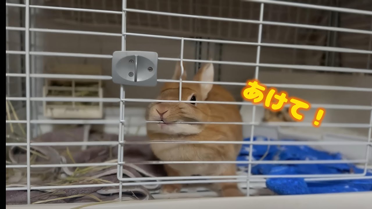 何かをしようとしているうさミルちゃん