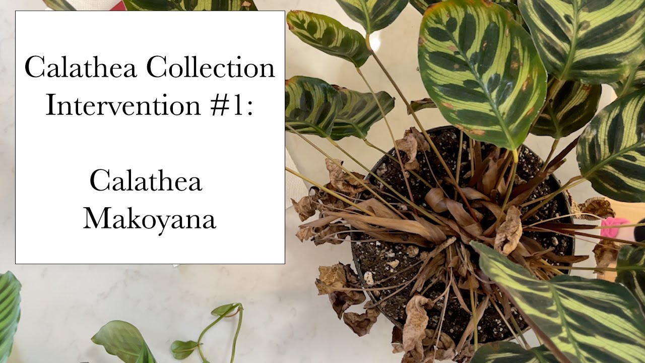 Calathea Collection: Calathea Makoyana Intervention #1 (Root Bound, No Drainage, Pests?)