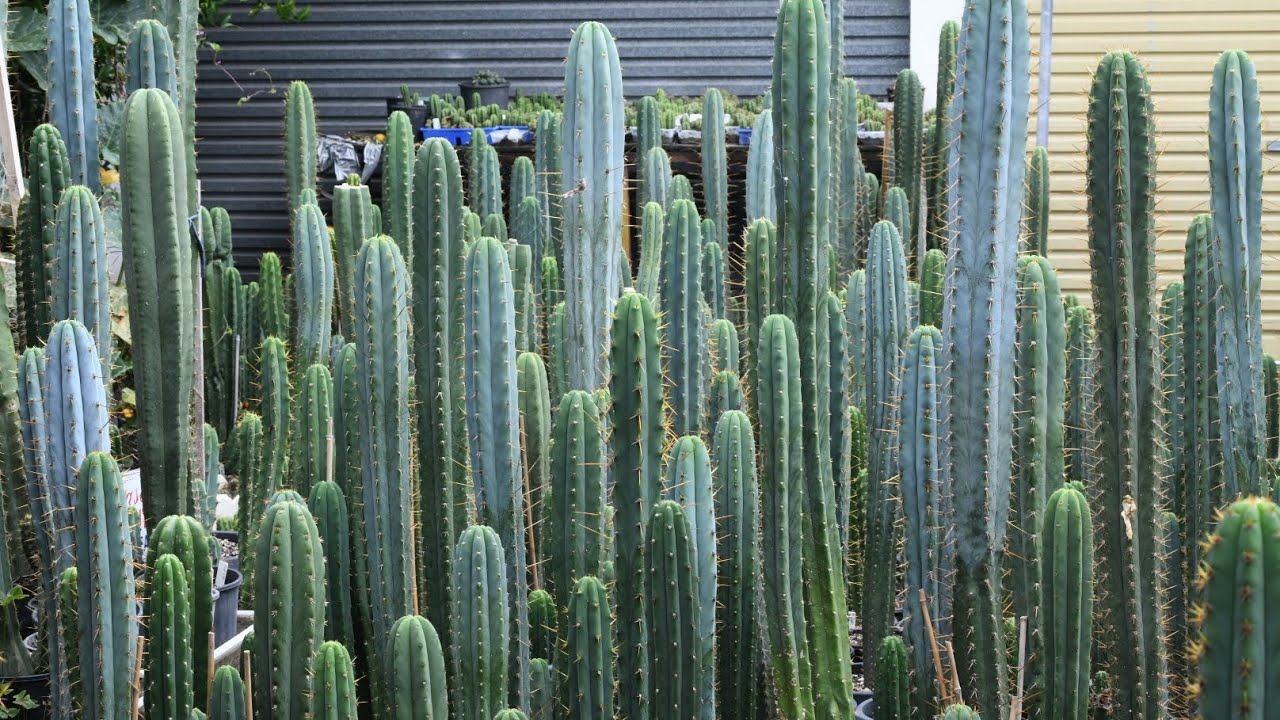 Trichocereus Pleasure 3