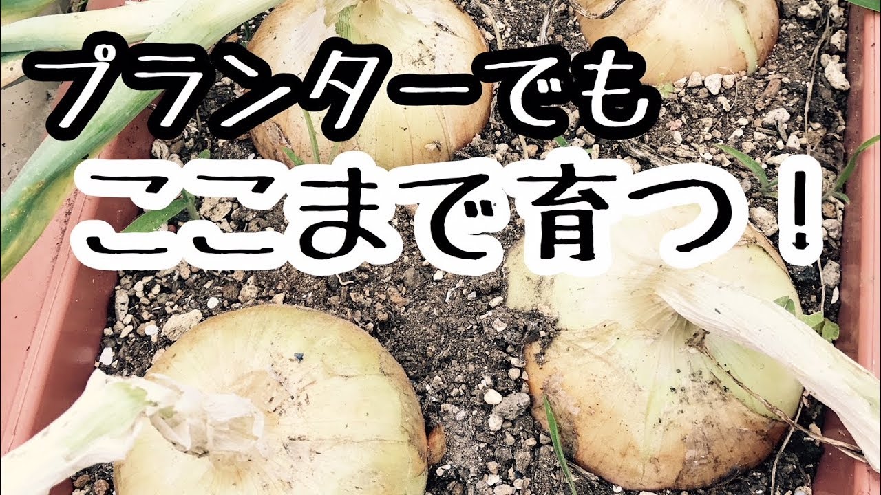 玉ねぎ苗があまったのでプランター栽培してみたらここまで育った☆すぎおふぁーむ