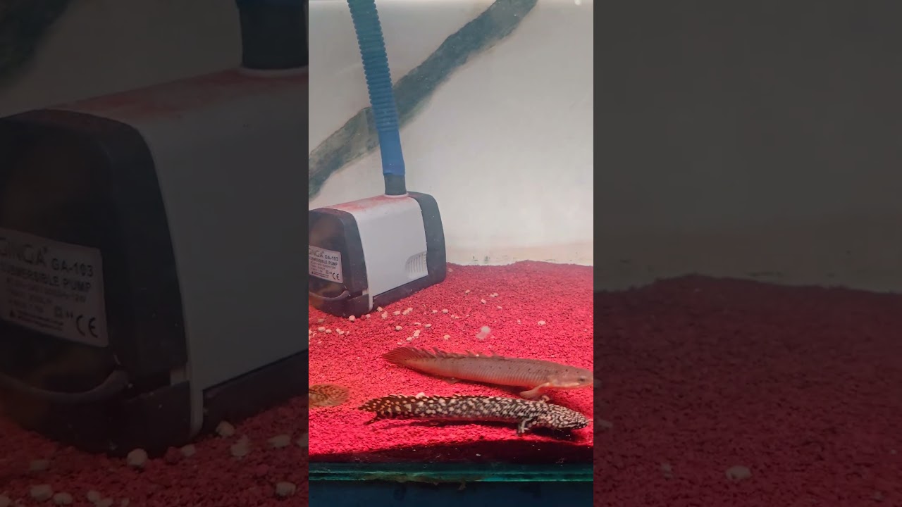 Polypterus Ornatipinnis