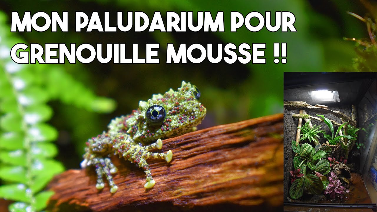 MON PLUS BEAU PROJET PALUDARIUM !! - Pour grenouilles mousse (Theloderma Corticale)