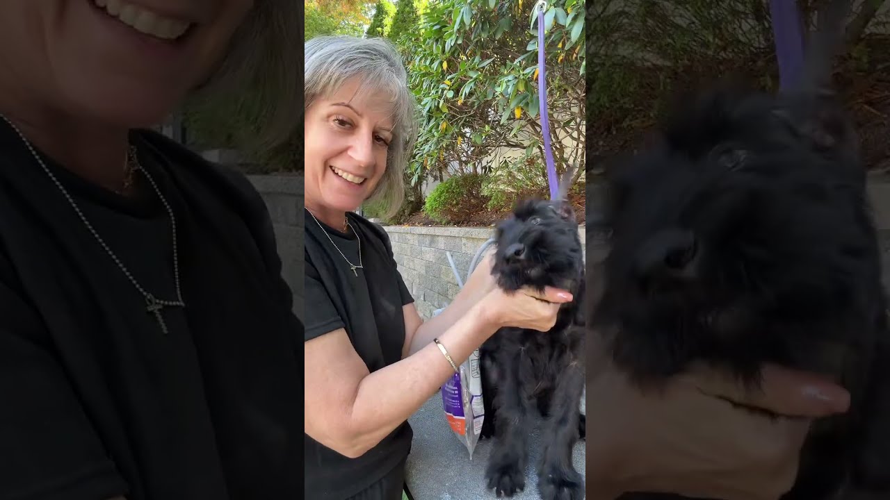 Title:How Skyline Giant Schnauzers’ Cropped Ears Are Posted (Updated Method)