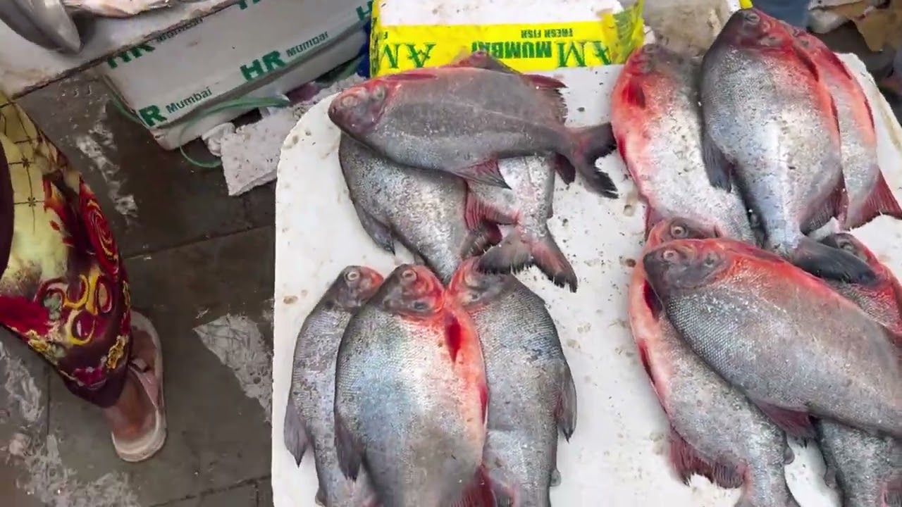 Malad Fish Sunday Market like and subscriber￼￼🔔