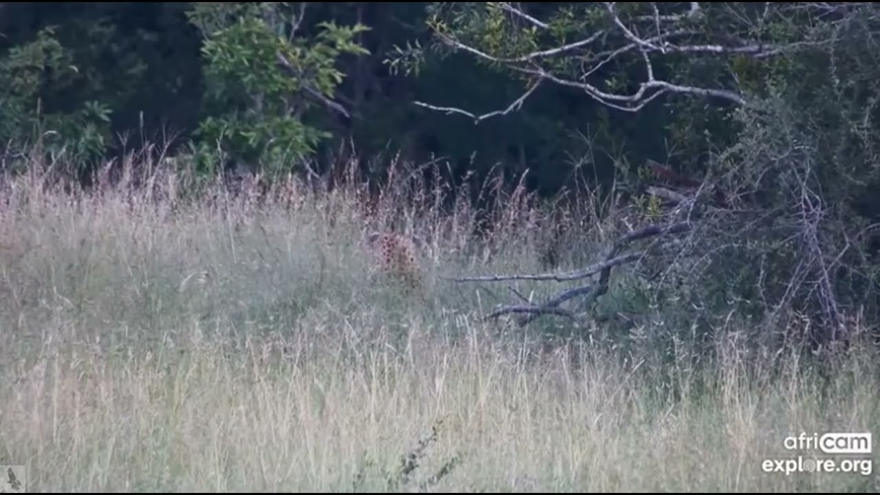Nkorho Lodge ~ Great Camo! Can you find the Leopard? Jan25, 2026