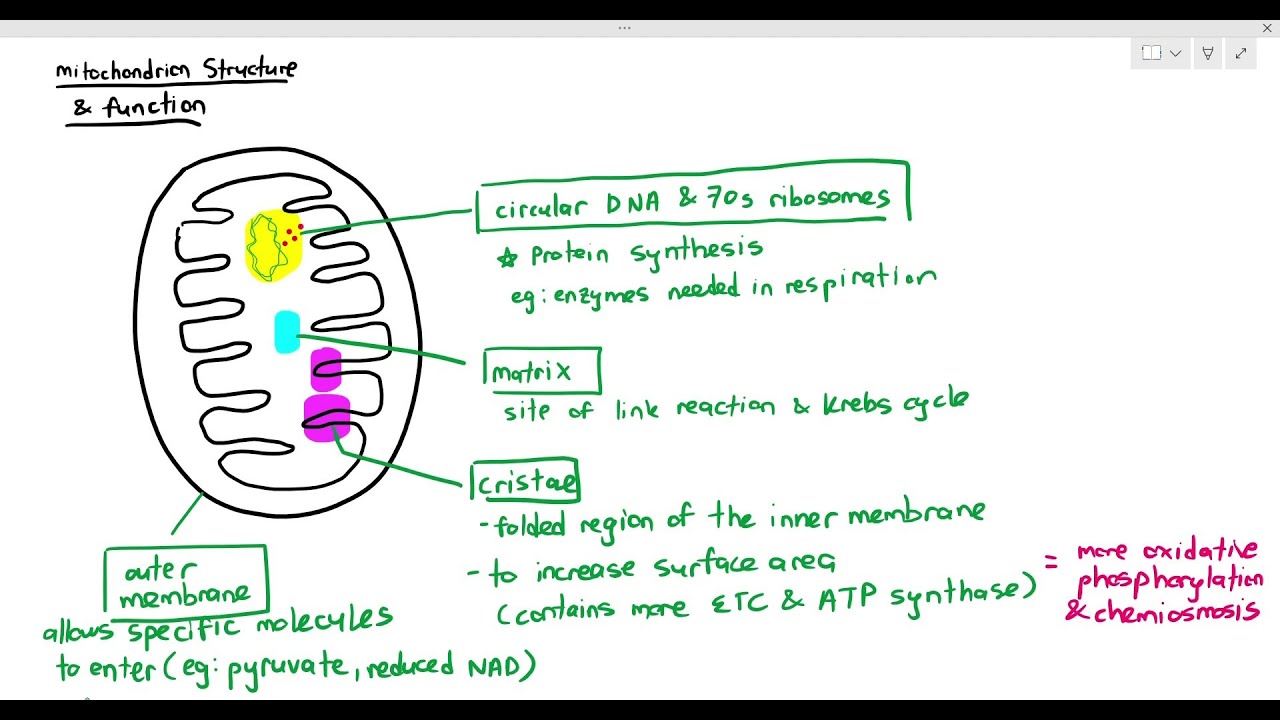 12-10 Structural Adaptation of the Mitochondrion (Cambridge AS A Level Biology, 9700)