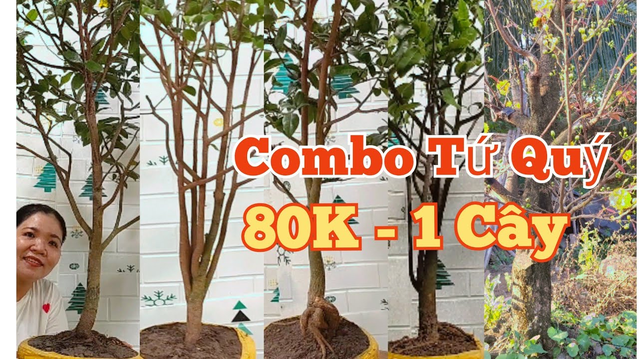 (26/02)☎️ Mến: 0373.253.427 GL: ComboTứ Quý,3 Phôi.250k.