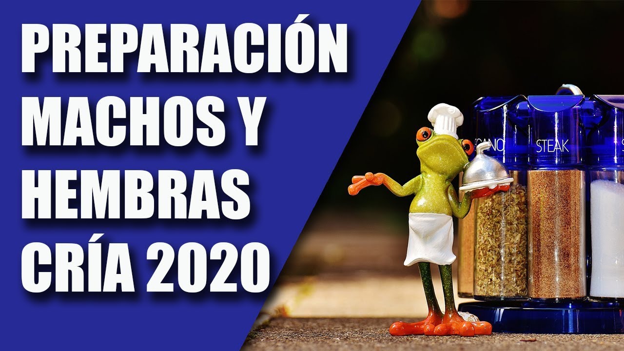 CRIA CANARIOS (PREPARACION CRIA 2020)