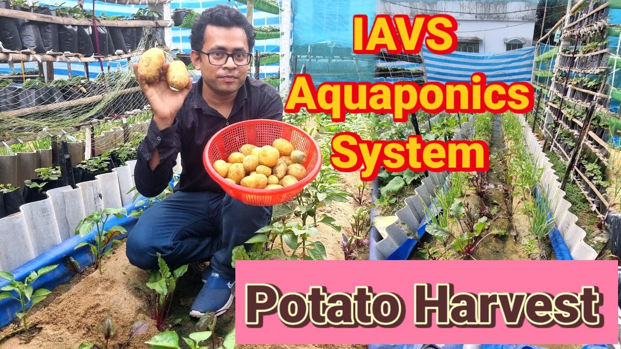 IAVS Aquaponics System Potato Harvest #hydroponic #aquaponic #aquaculture
