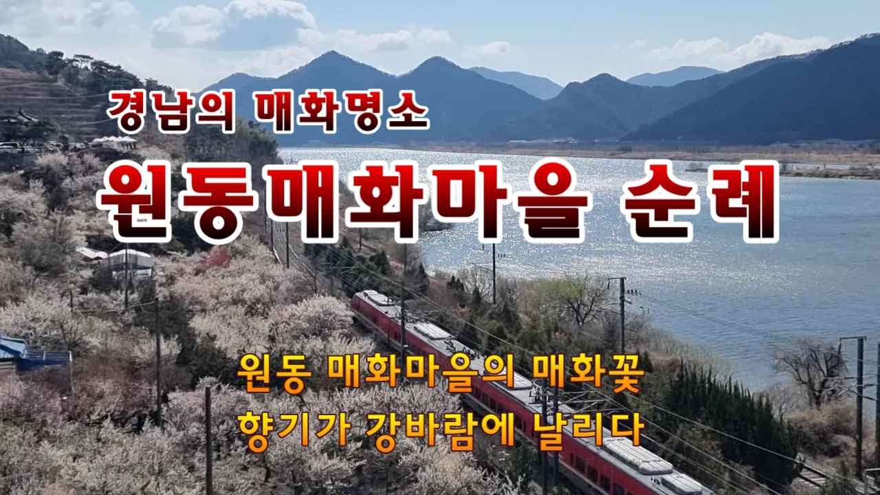 원동의 순매원에서 매화향에 취하며 달려오는 열차의 모습에 가슴 조이다가 마을의 벽화와 당산도 둘러보았습니다. 매화는 요전 주가 절정기라 보여집니다.