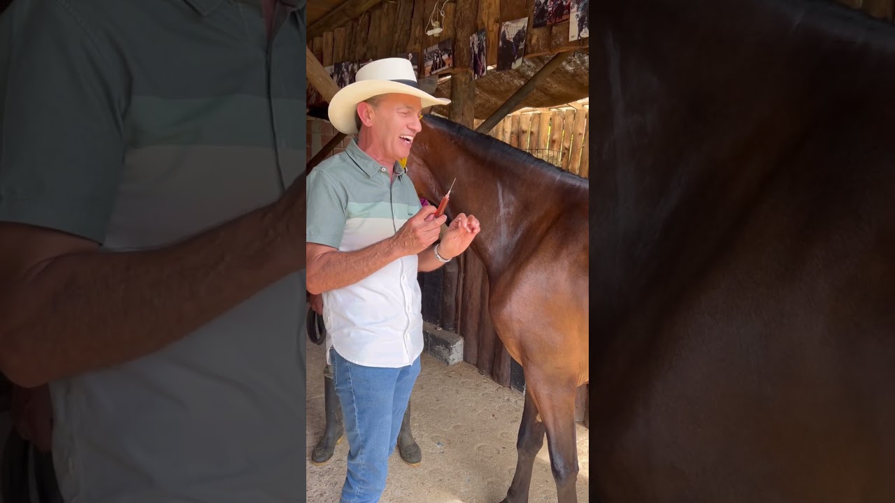 Equisure muscle para el desarrollo muscular equino