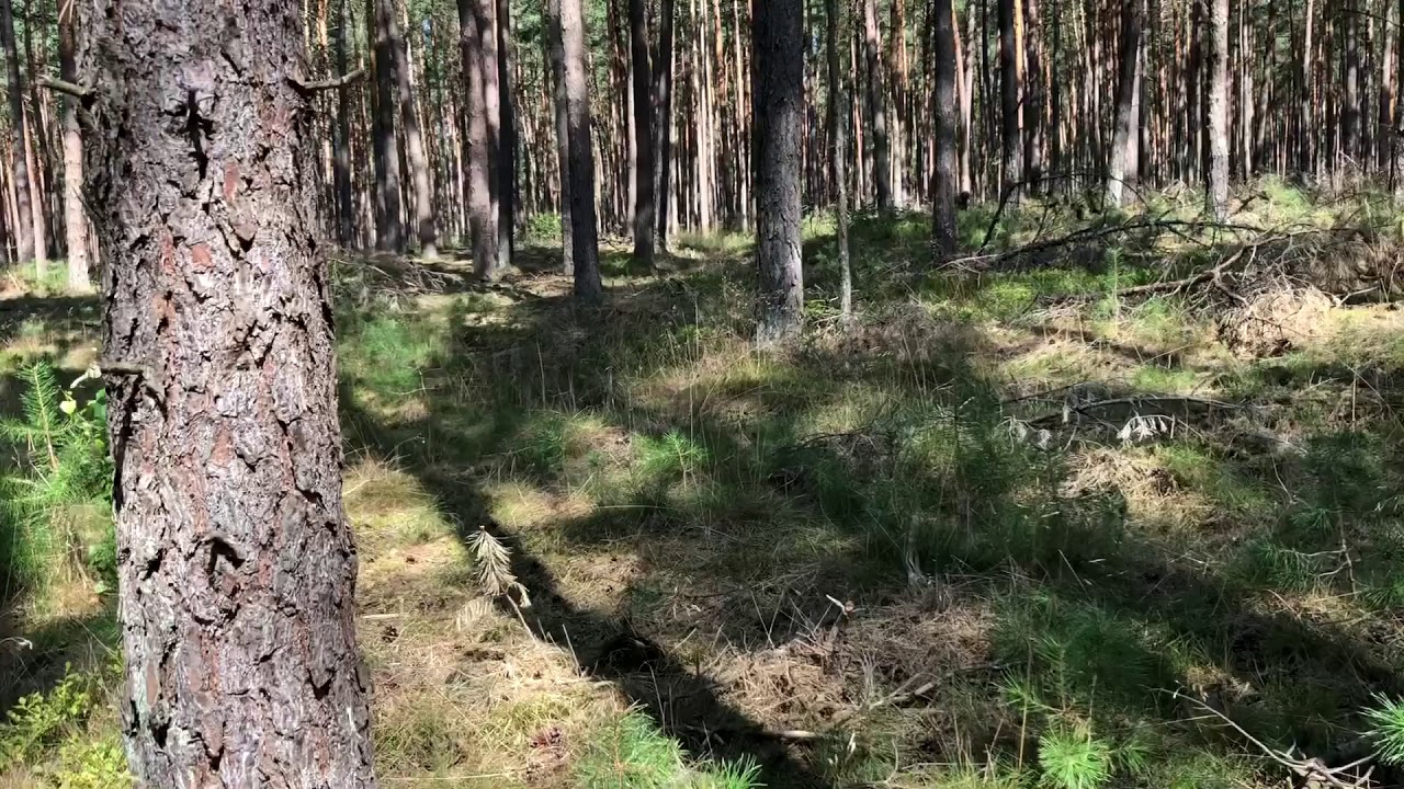 Einarbeitung Totverbellen Teil 2