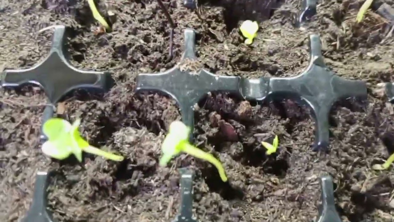 Перші  сходи 🌱 розсади капусти агресор. Наступила другий раз на одні і ті ж граблі.