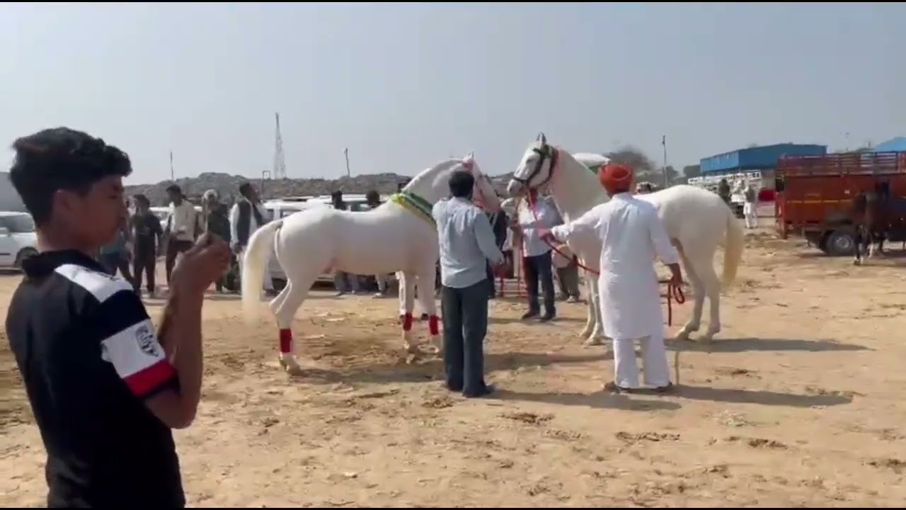Hanumangarh Mele Mein Ek Se Badhkar Ek Ghoda aur Ghodi pahunche 2026#animals #cow 
