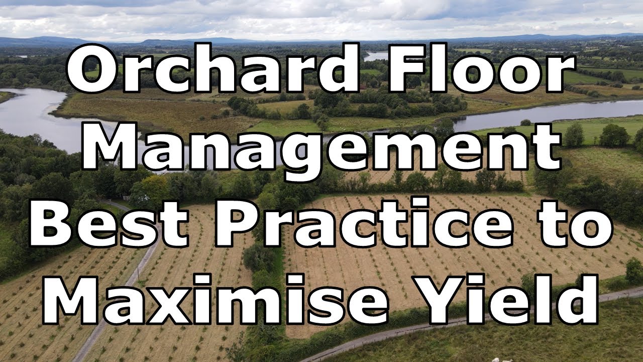 Orchard Floor Management Strategies to Improve Yields | A Review of Scientific Research Papers