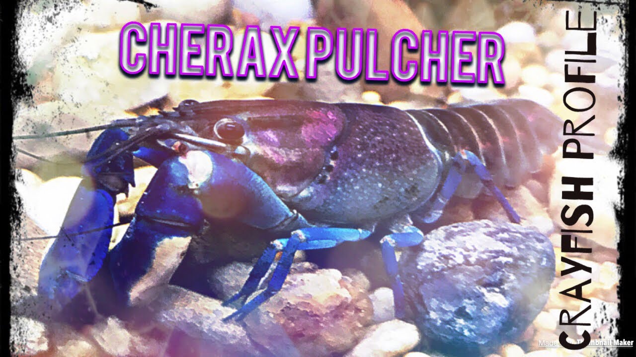 Cherax Pulcher | Crayfish Profile (Thunderbolt Crayfish, Pink Coral Crayfish, Rosemoon Crayfish)