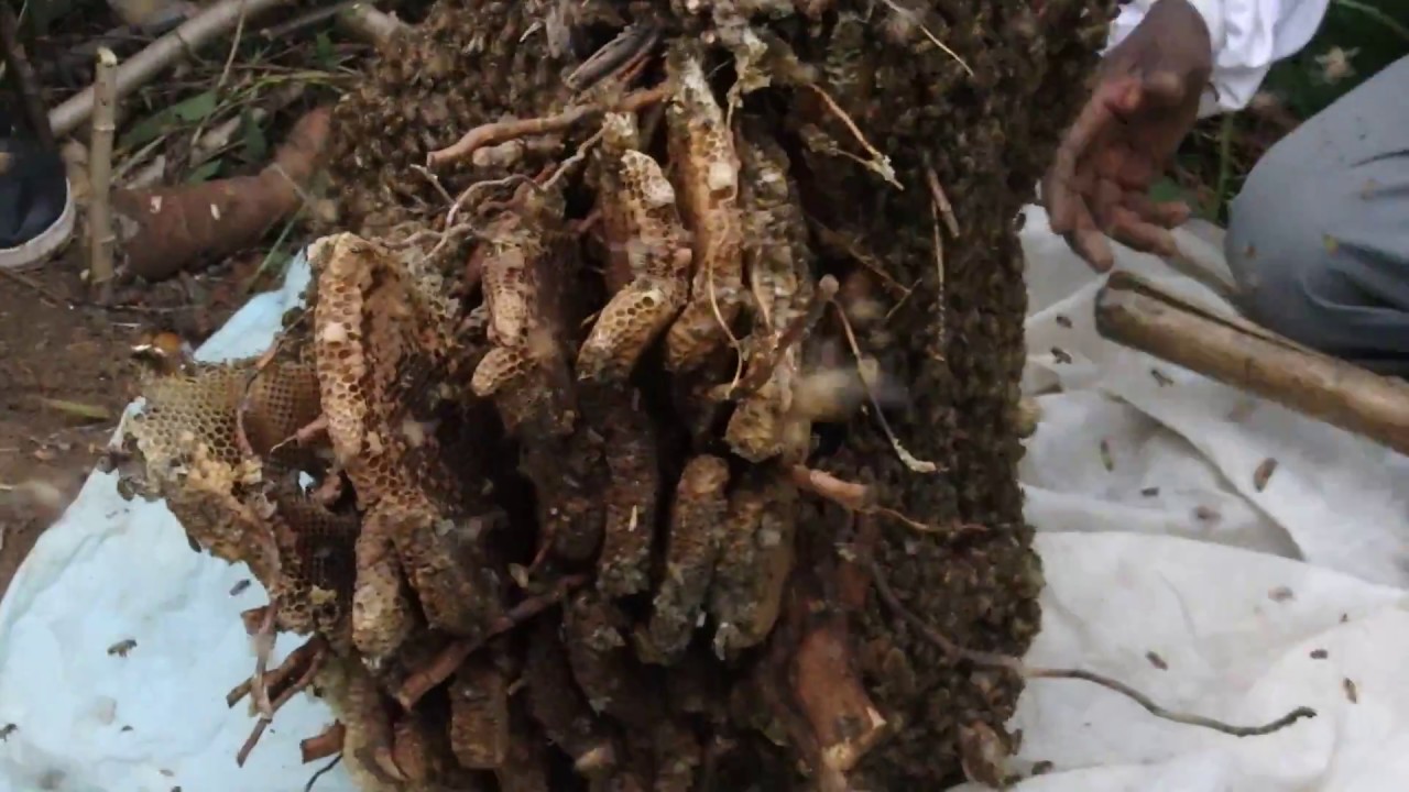 Capture colonie d'abeilles souterraine en Afrique : étape 2