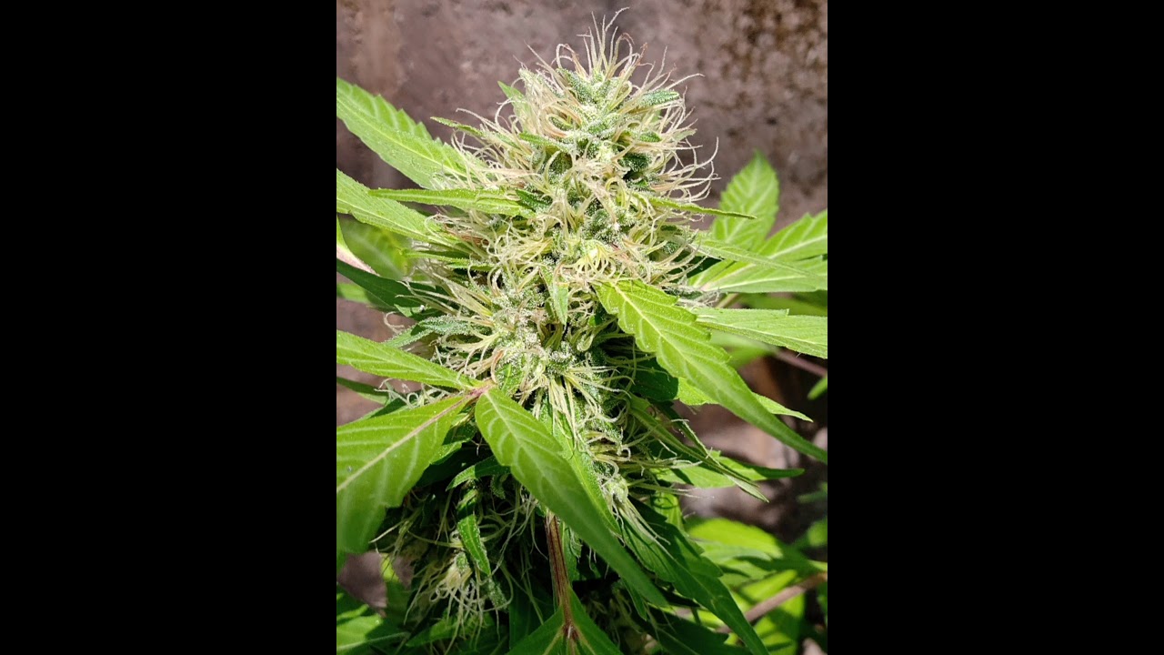 como germinar semillas de marihuana
