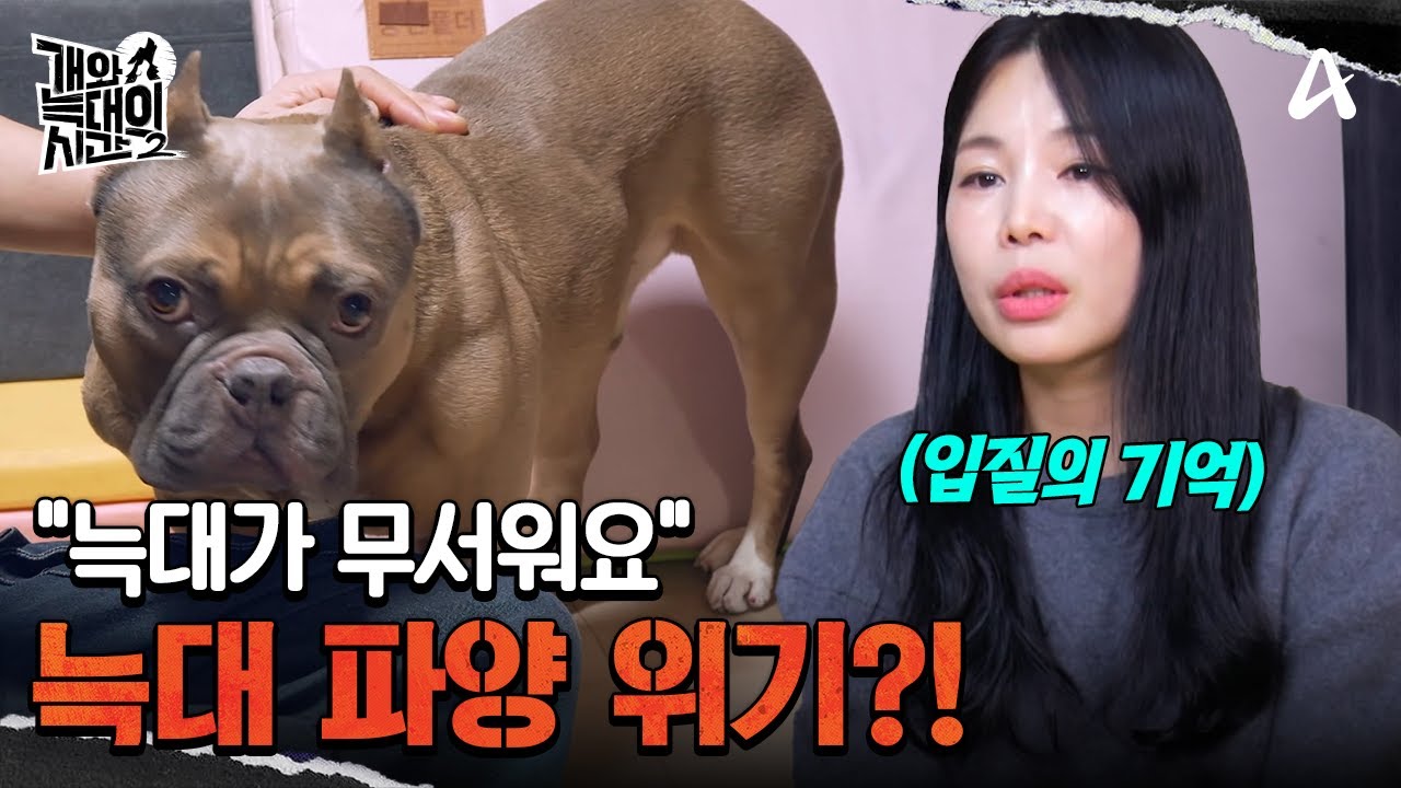 늑대가 무서운 엄마 보호자! 파양 위기에 놓인 아메리칸 불리? | 개와 늑대의 시간2 10 회