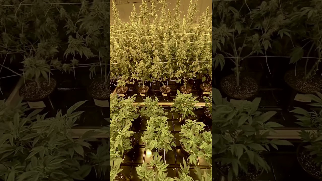 Triangle OG Kush