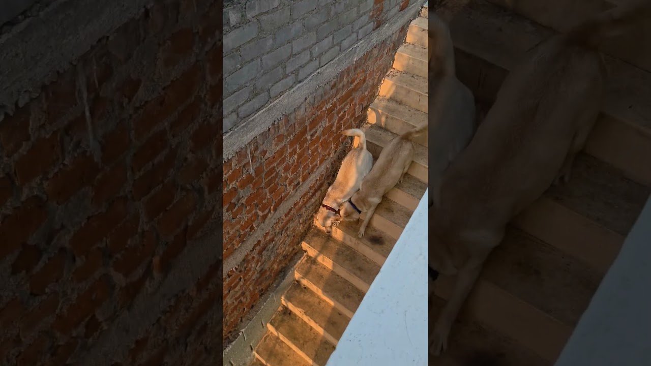 #arrahman #music #jappankutty #labrador #alagi #funnyanimals #funnypets #pets #petvideos #funny