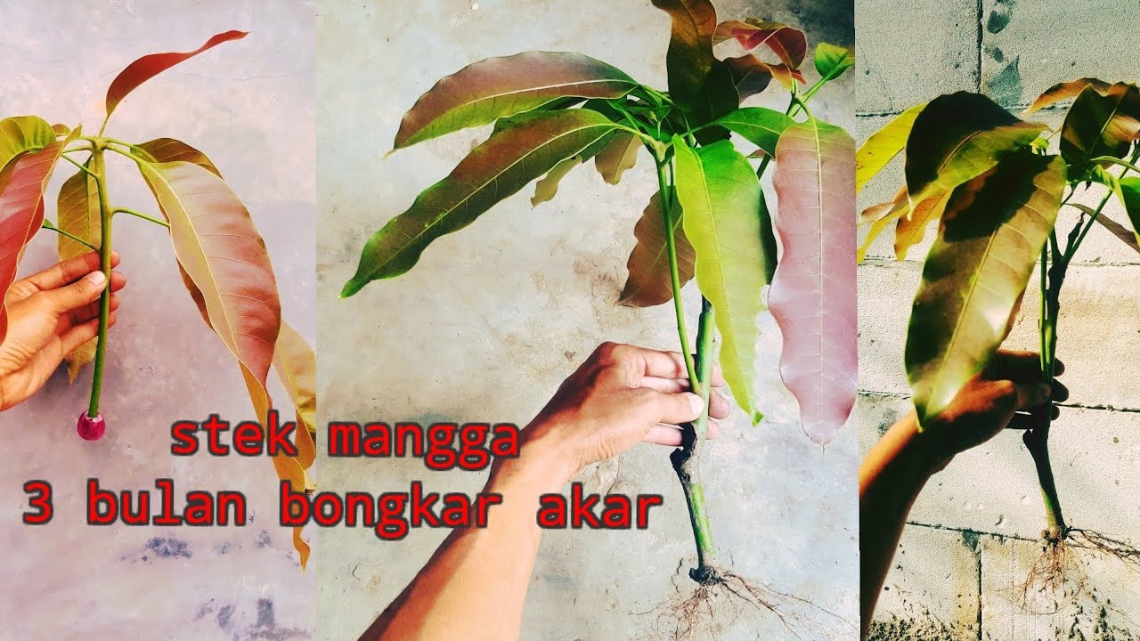 terbongkar stek mudah untuk pemula pohon mangga pake bawang merah 100% berhasil!!