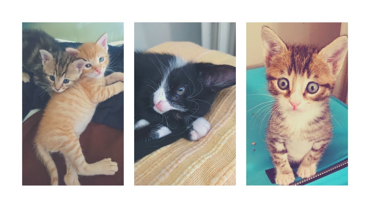 Chatons Mignons