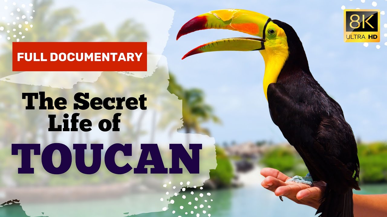 The Secret Life of Toucans | Exploring Their Fascinating Behavior and Habitat #toucanbird #toucans