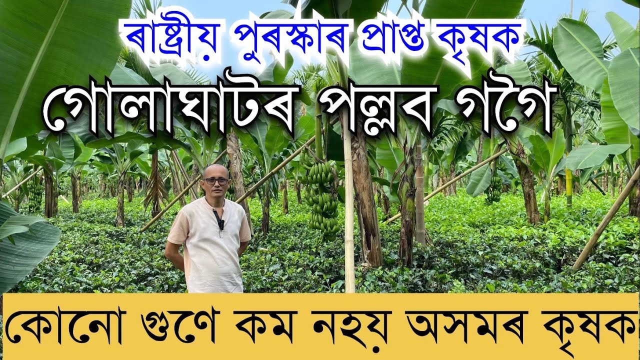 অসমৰ কৃষক কোনো গুণে কম নহয়।ৰাষ্ট্ৰীয় পুৰস্কাৰপ্ৰাপ্ত কৃষক গোলাঘাটৰ পল্লব গগৈPALLAB GOGOI #farming