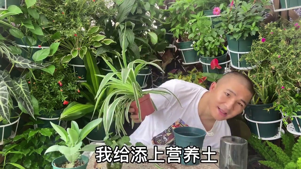 吊兰换盆换土步骤注意事项,适当换盆,吊兰轻松长爆盆,才能更旺盛。