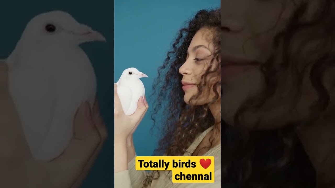 #viral #totalbirds #shorts