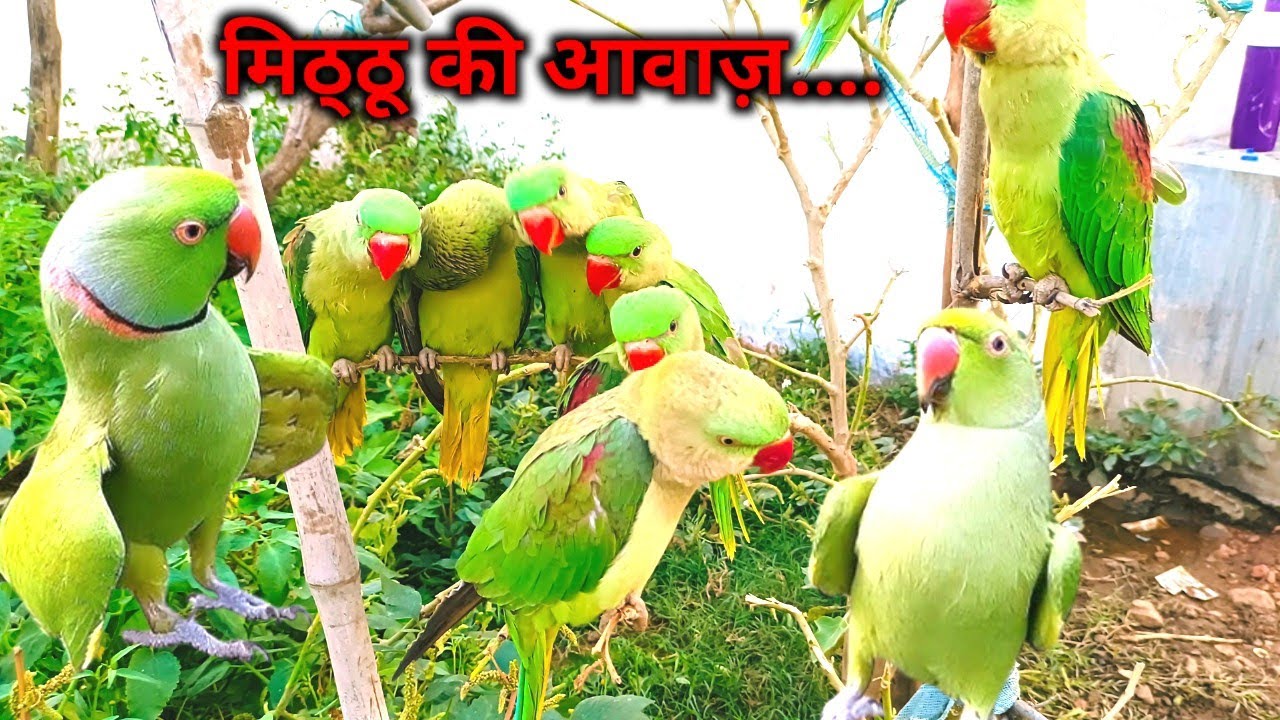 Parrot Talking Videos। Natural Parrot Sounds Videos।Tote Ki Awaaz।Tanishu Singh Miniature